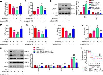 Sevoflurane Postconditioning Attenuates Hepatic Ischemia-Reperfusion Injury by Limiting HMGB1/TLR4/NF-κB Pathway via Modulating microRNA-142 in vivo and in vitro